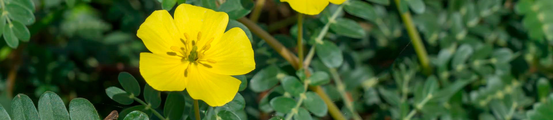 Tribulus terrestris