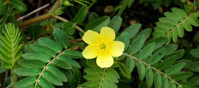 Tribulus terrestris