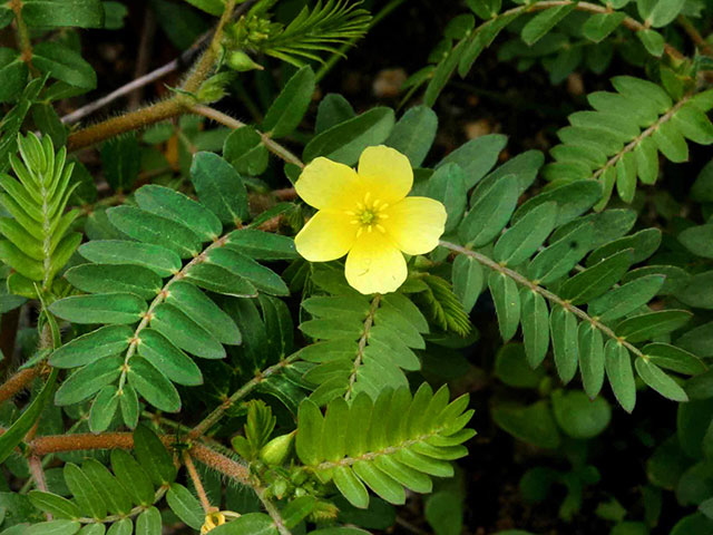 Tribulus (Tribulus terrestris)